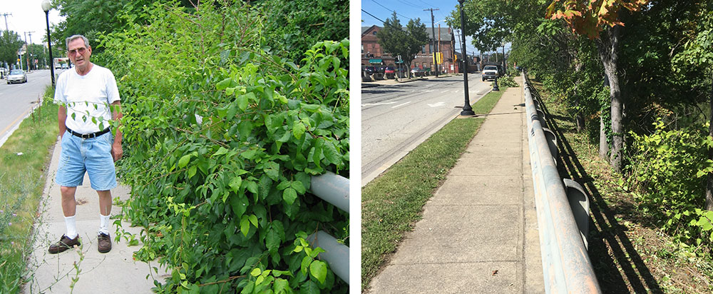 Invasive Plant Habitat Restoration